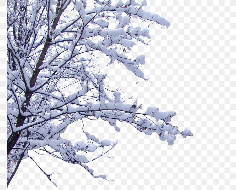 Snow Branch Twig, PNG, 769x658px, Snow, Animation, Branch, Cherry Blossom, Flower Download Free