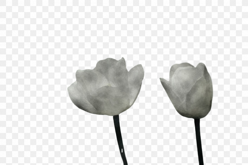 Tulip Leaf Black-and-white Petal Flower, PNG, 2448x1632px, Tulip, Blackandwhite, Flower, Herbaceous Plant, Leaf Download Free