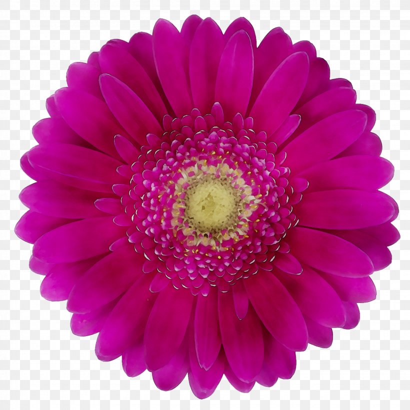 Amazon.com Organization Brewery Customer Service Party, PNG, 2055x2055px, Amazoncom, Artificial Flower, Aster, Barberton Daisy, Brewery Download Free
