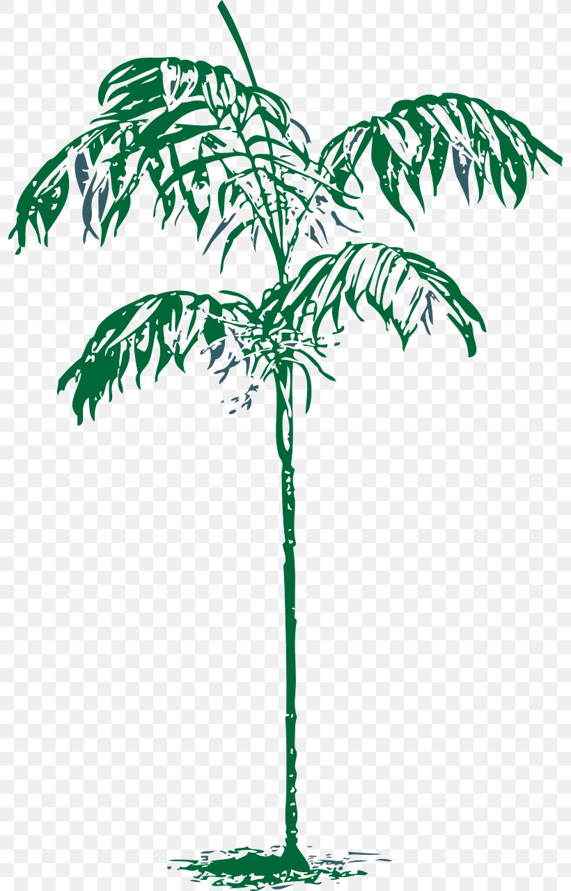 Arecaceae Tree Drawing Clip Art, PNG, 796x1280px, Arecaceae, Arecales, Branch, Coconut, Date Palm Download Free