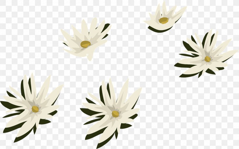 Common Daisy Flower Water Lily Arum-lily Aquatic Plants, PNG, 1280x798px, Common Daisy, Aquatic Plants, Arumlily, Chrysanths, Common Water Hyacinth Download Free