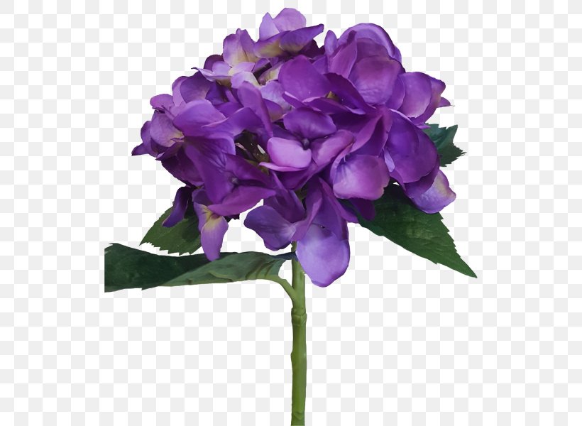 Plant Hydrangea Cut Flowers Violet, PNG, 800x600px, Plant, Annual Plant, Cornales, Cut Flowers, Flower Download Free