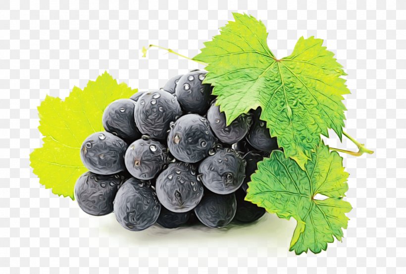 Grape Grape Leaves Seedless Fruit Grapevine Family Plant, PNG, 1465x990px, Watercolor, Food, Fruit, Grape, Grape Leaves Download Free