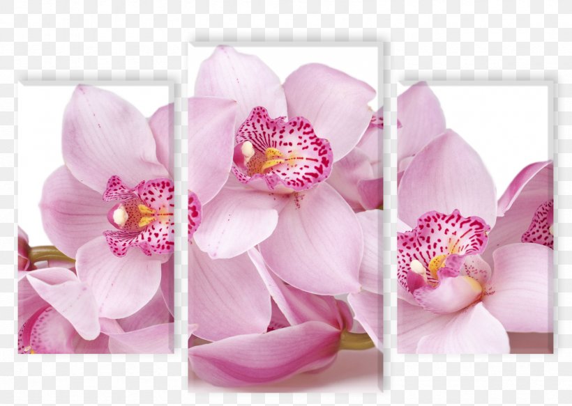 Moth Orchids Flower Plant Root, PNG, 1665x1184px, Orchids, Blossom, Branch, Color, Cut Flowers Download Free