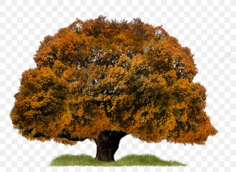 Tree Aspen, PNG, 1024x746px, Tree, Aspen, Autumn, Deciduous, Pine Download Free