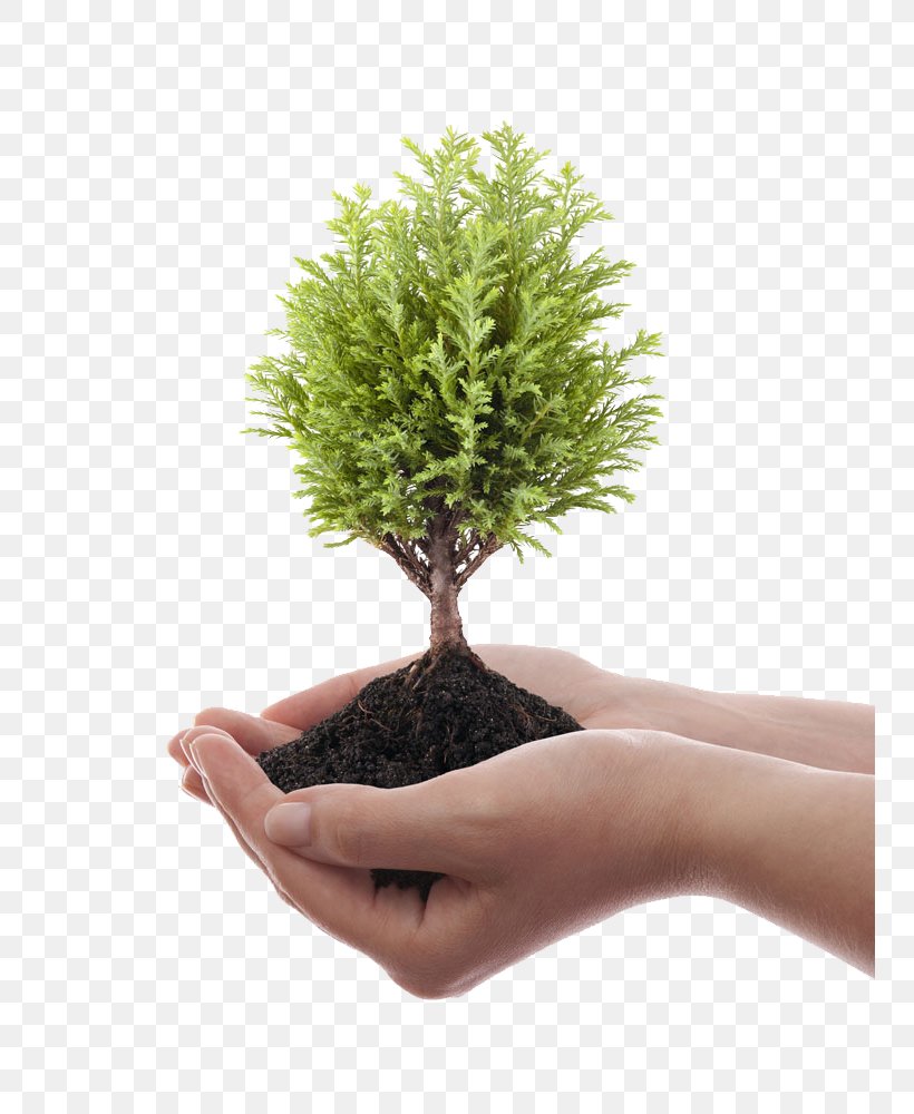 Tree, PNG, 751x1000px, Plant, Bonsai, Flowerpot, Grass, Hand Download Free