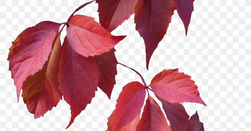 Autumn Leaf Color Clip Art, PNG, 950x499px, Autumn Leaf Color, Autumn, Branch, Color, Flower Download Free