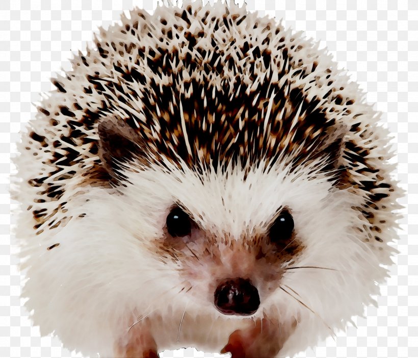 Domesticated Hedgehog Hedgehogs As Pets European Hedgehog Mammal, PNG, 2129x1824px, Domesticated Hedgehog, Art, Canvas, Echidna, Erinaceidae Download Free