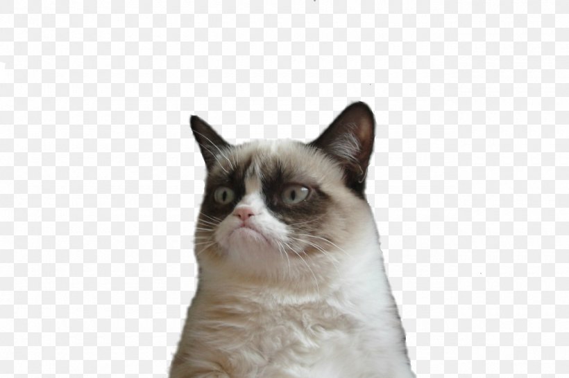 Grumpy Cat Snowshoe Cat Manx Cat Clip Art, PNG, 1280x853px, Grumpy Cat, Cat, Cat Like Mammal, Cats And The Internet, Domestic Short Haired Cat Download Free