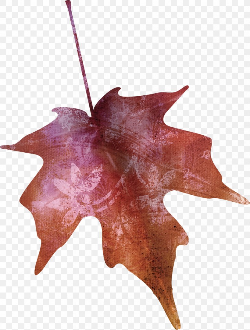 Maple Leaf Tree Plant, PNG, 908x1200px, Maple Leaf, Leaf, Maple, Plant, Time Download Free