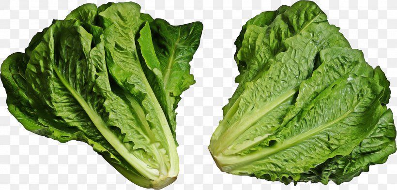 Spring Background, PNG, 2307x1108px, Romaine Lettuce, Arugula, Cabbage, Chard, Chinese Cabbage Download Free