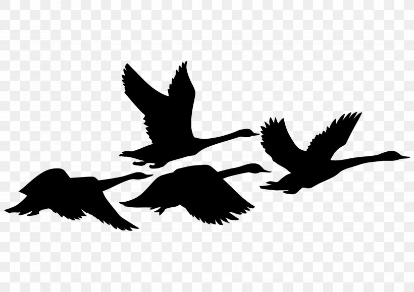 Vector Graphics Sunset Image Design, PNG, 3507x2480px, Sunset, Beak, Bird, Black And White, Duck Download Free
