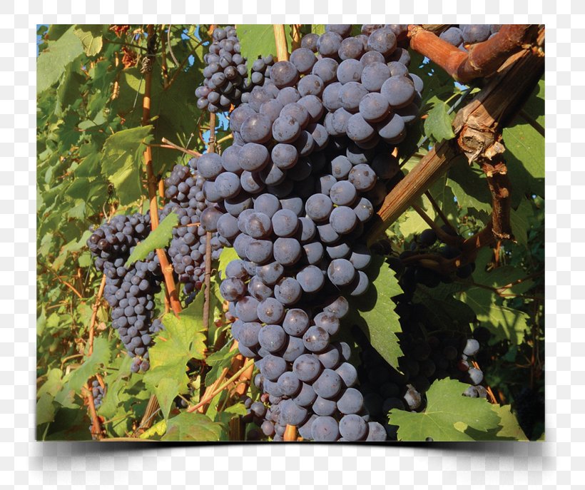 Winery Nebbiolo Italian Wine Wine Tasting, PNG, 800x687px, Wine, Common Grape Vine, Croatian Wine, Flowering Plant, Food Download Free