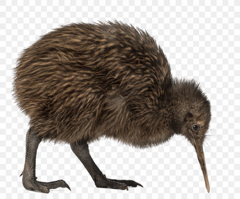 Bird North Island Brown Kiwi Great Spotted Kiwi Little Spotted Kiwi, PNG, 850x705px, Bird, Beak, Emu, Fauna, Ferret Download Free