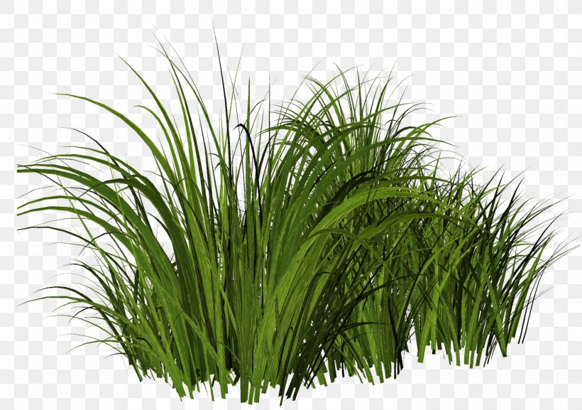 Lawn Clip Art, PNG, 1344x947px, Lawn, Chrysopogon Zizanioides, Commodity, Computer Software, Garden Download Free
