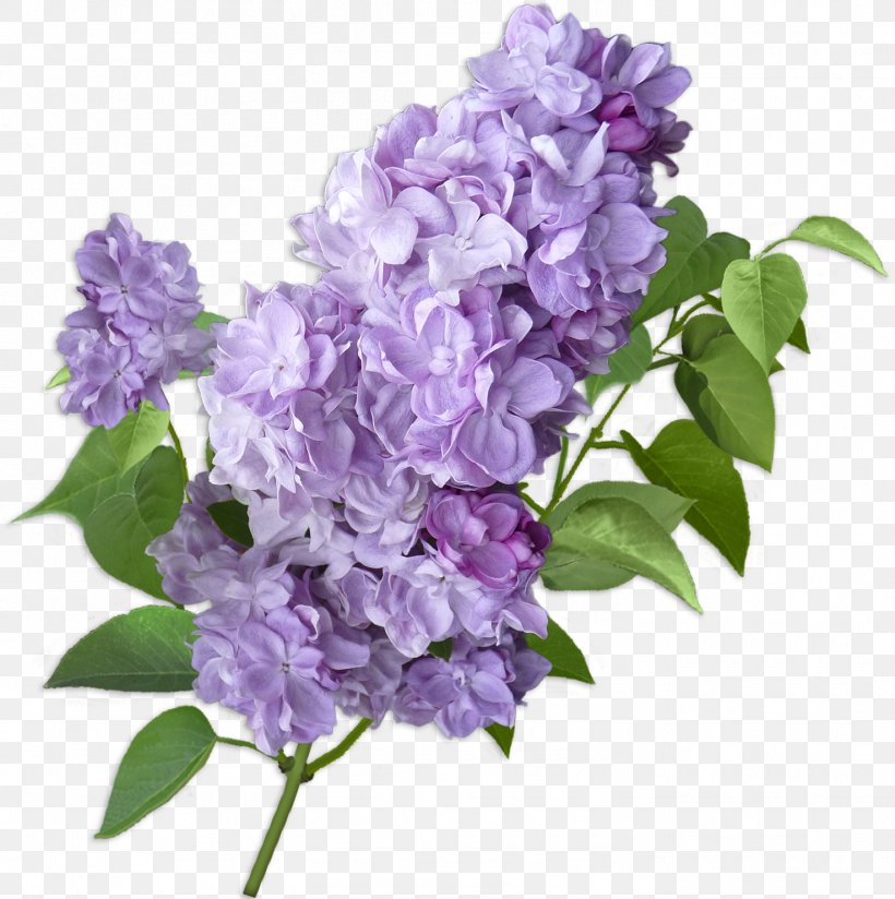 Lilac Cut Flowers Violet Hydrangea, PNG, 1475x1483px, Lilac, Cornales, Cut Flowers, Flower, Flower Bouquet Download Free