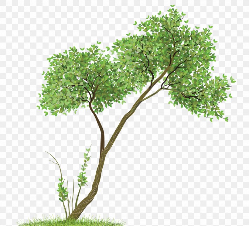 Paper Drawing Watercolor Painting Tree Clip Art, PNG, 1335x1212px, Paper, Art, Baannueng Kata, Branch, Drawing Download Free