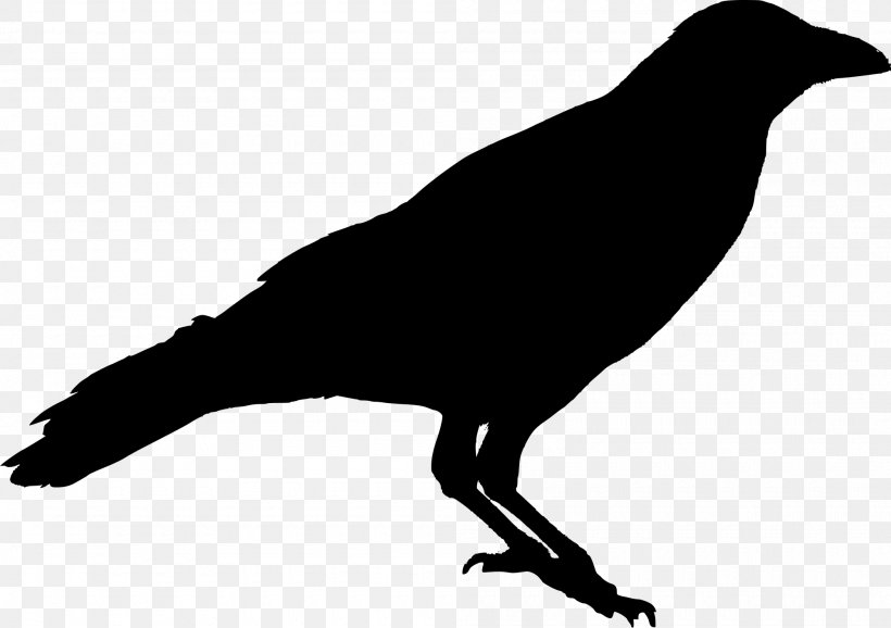 American Crow Bird Raven Silhouette, PNG, 2000x1410px, American Crow, Beak, Bird, Black And White, Cartoon Download Free