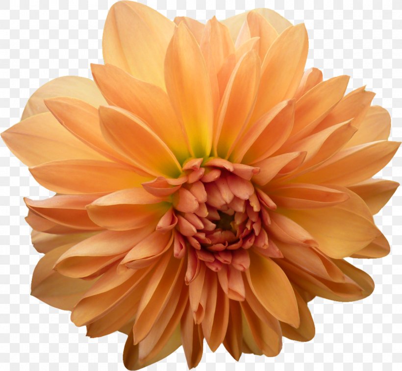Dahlia Cut Flowers Daisy Family Petal, PNG, 1200x1109px, Dahlia, Chrysanthemum, Chrysanths, Cut Flowers, Daisy Family Download Free