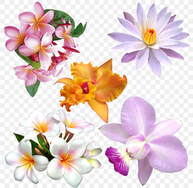 Flower Clip Art Image Floral Design, PNG, 800x800px, Flower, Blossom, Crocus, Floral Design, Flower Bouquet Download Free