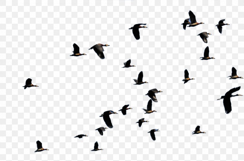 Bird Migration Flight Duck Animal Migration, PNG, 900x597px, Bird, Anatidae, Animal Migration, Beak, Bird Flight Download Free