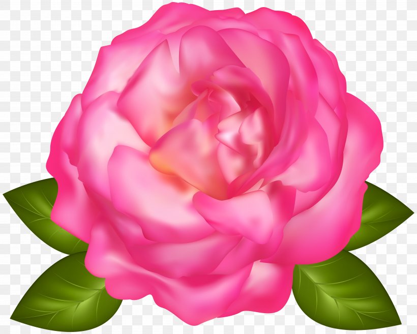 Desktop Wallpaper Rose Clip Art, PNG, 5000x4007px, Rose, Annual Plant, Camellia, China Rose, Computer Download Free