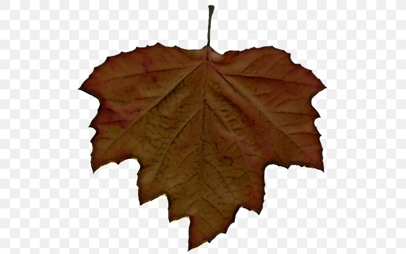 Maple Leaf, PNG, 512x512px, Leaf, Black Maple, Brown, Deciduous, Grape Leaves Download Free