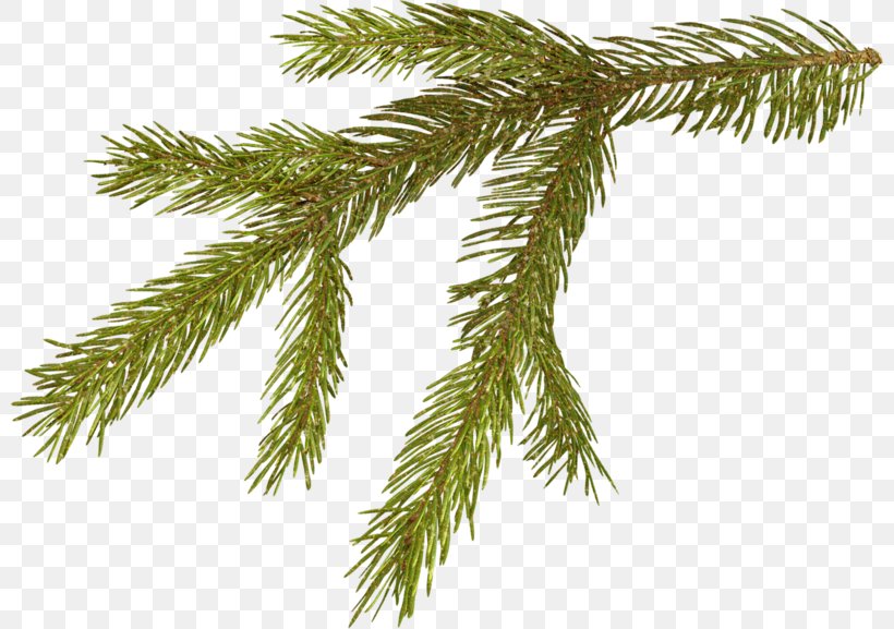 Pine Conifer Cone Vecteur, PNG, 800x577px, Pine, Branch, Christmas Ornament, Conifer, Conifer Cone Download Free