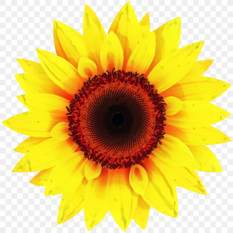 Clip Art Image Common Sunflower Illustration, PNG, 2000x2000px, Common Sunflower, Annual Plant, Asterales, Closeup, Cuisine Download Free