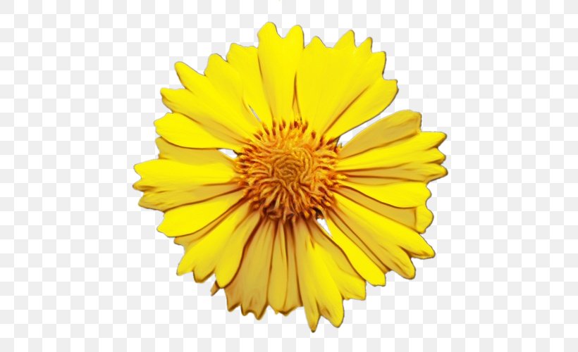Vector Graphics Clip Art Image, PNG, 500x500px, Common Sunflower, Annual Plant, Calendula, Chrysanths, Daisy Family Download Free