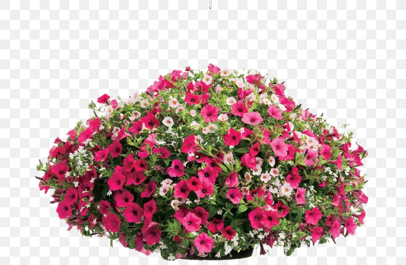 Container Garden Annual Plant Flowerpot Petunia, PNG, 700x537px, Garden, Annual Plant, Busy Lizzie, Calibrachoa, Container Garden Download Free