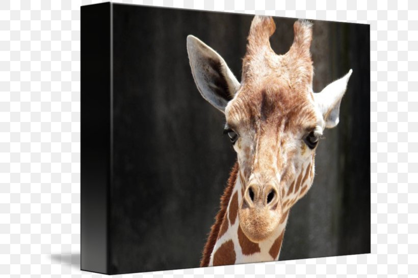 Giraffe Fauna Wildlife Terrestrial Animal Snout, PNG, 650x547px, Giraffe, Animal, Fauna, Giraffidae, Mammal Download Free