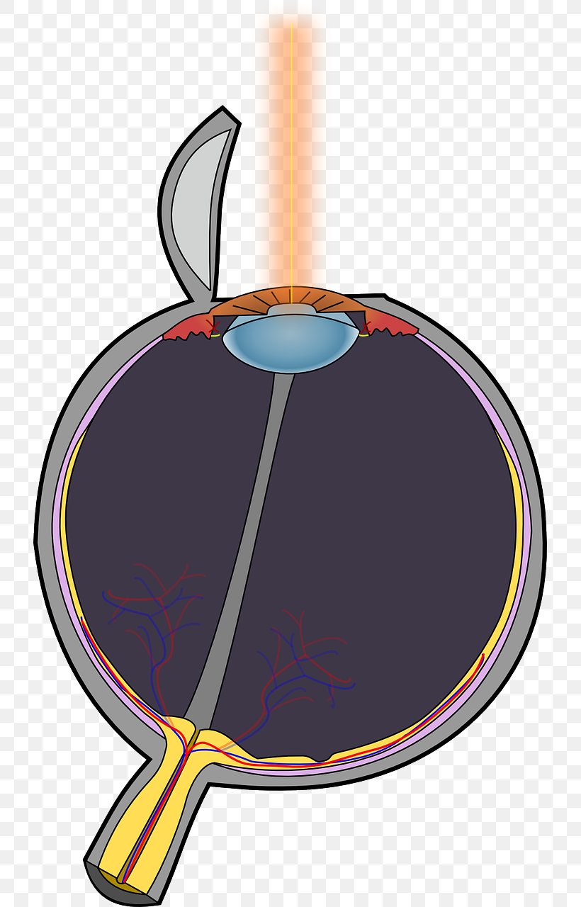 Human Eye Optic Nerve Nervous System Pupil, PNG, 725x1280px, Human Eye, Anatomy, Diagram, Eye, Function Download Free