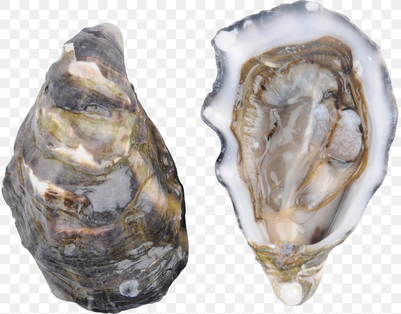 Pacific Oyster Clam Oyster Bar Food, PNG, 813x642px, Oyster, Allyn, Animal Source Foods, Artifact, Barbecue Download Free