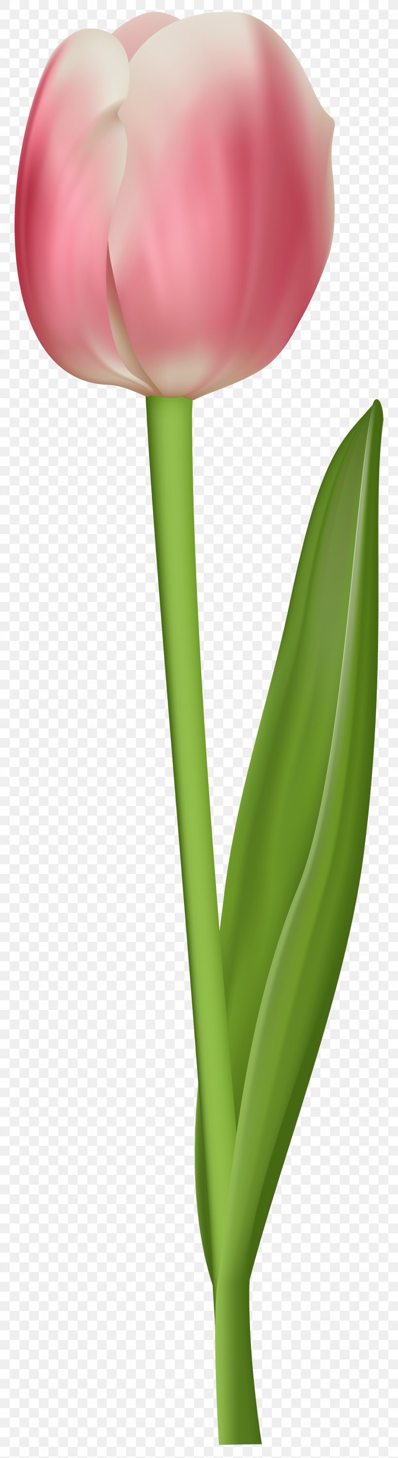 Tulip Petal Plant Stem, PNG, 2184x8000px, Flowering Plant, Close Up, Flower, Petal, Plant Download Free