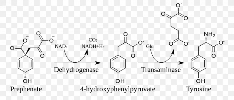 Tyrosine Shikimate Pathway Biosynthesis Shikimic Acid Metabolic Pathway, PNG, 900x388px, Watercolor, Cartoon, Flower, Frame, Heart Download Free