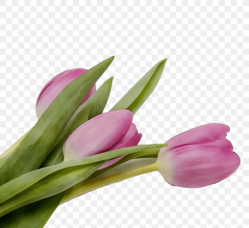 Flower Tulip Plant Pink Cut Flowers, PNG, 1396x1280px, Spring Flower, Bud, Cut Flowers, Flower, Flowers Download Free