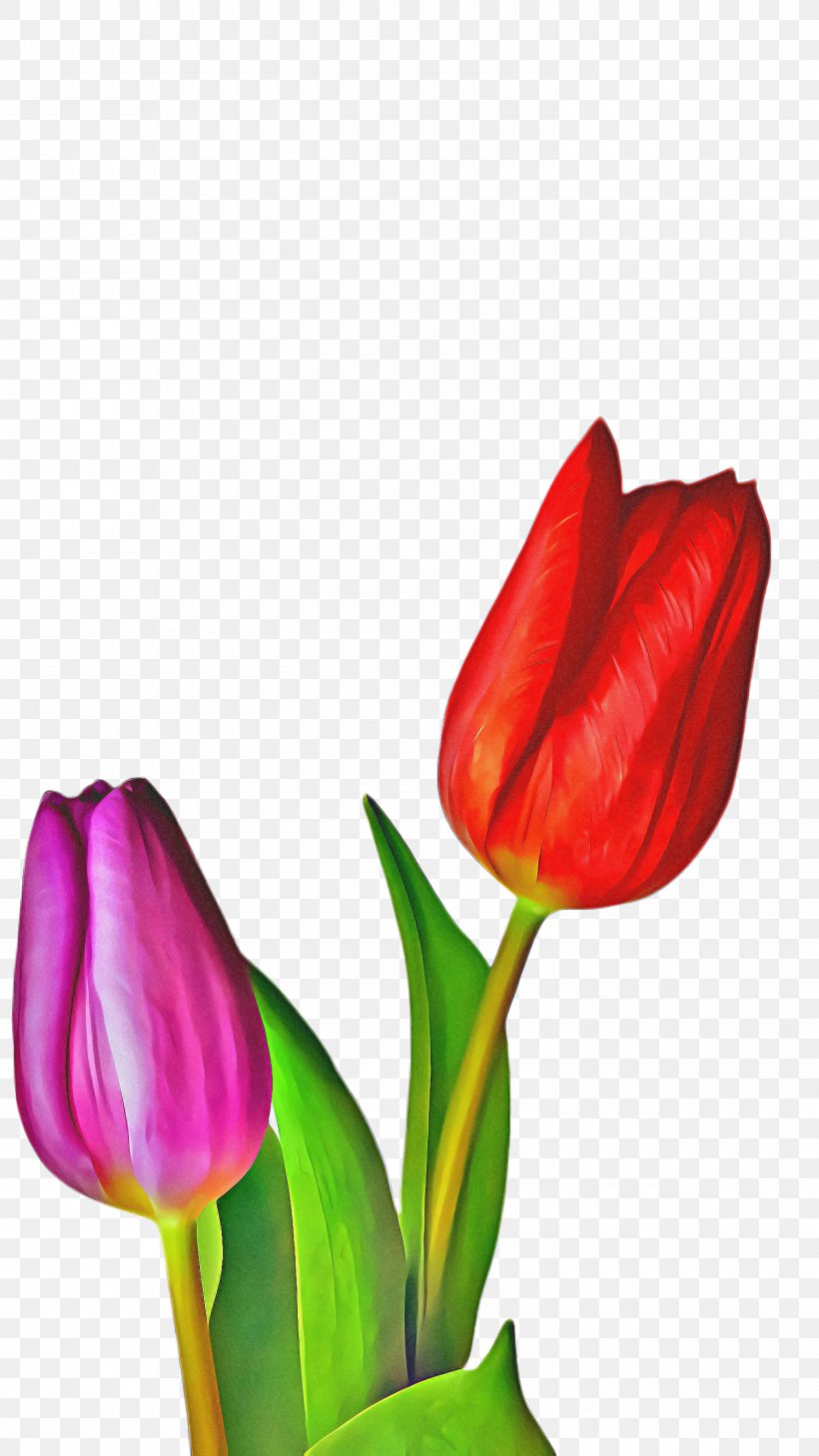 Flowers Background, PNG, 1500x2668px, Tulip, Anthurium, Blossom, Bud, Closeup Download Free