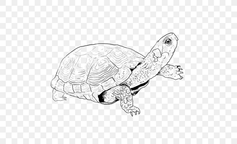 Sea Turtle Pond Turtles Line Art Tortoise, PNG, 500x500px, Sea Turtle, Art, Black White M, Box Turtle, Coloring Book Download Free