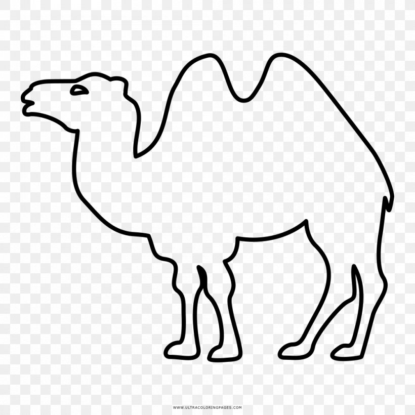 Dromedary Bactrian Camel Coloring Book Drawing, PNG, 1000x1000px, Dromedary, Animal, Animal Figure, Arabian Camel, Area Download Free