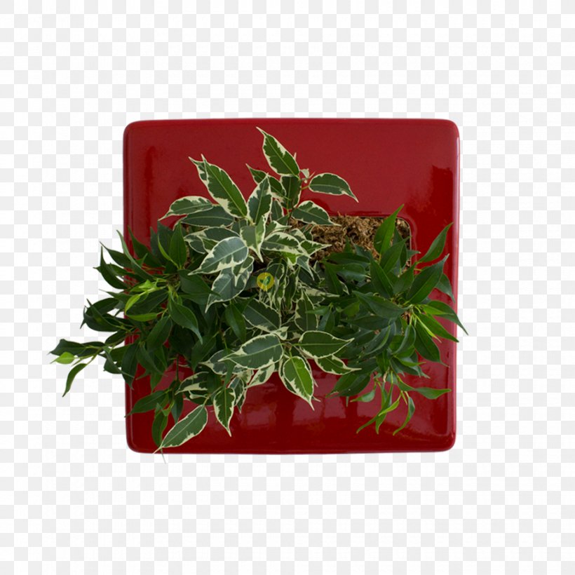 Flowerpot Rectangle Herb, PNG, 920x920px, Flowerpot, Aquifoliaceae, Herb, Holly, Plant Download Free