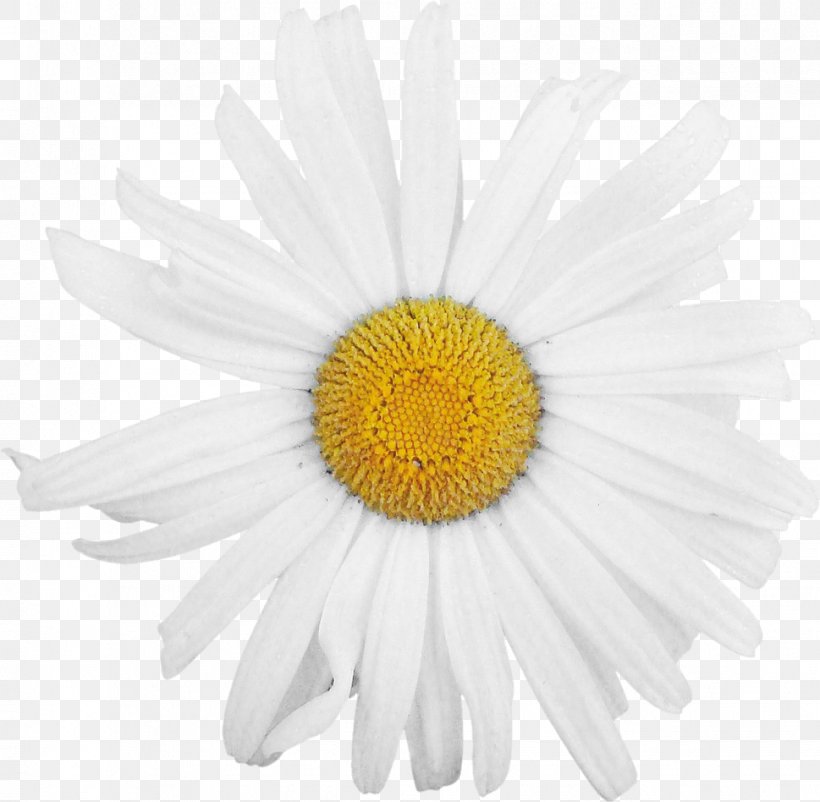 Oxeye Daisy Chrysanthemum Daisy Family Roman Chamomile Transvaal Daisy, PNG, 969x948px, Oxeye Daisy, Aster, Chamaemelum Nobile, Chamomiles, Chrysanthemum Download Free