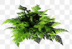 Palm Trees PNG