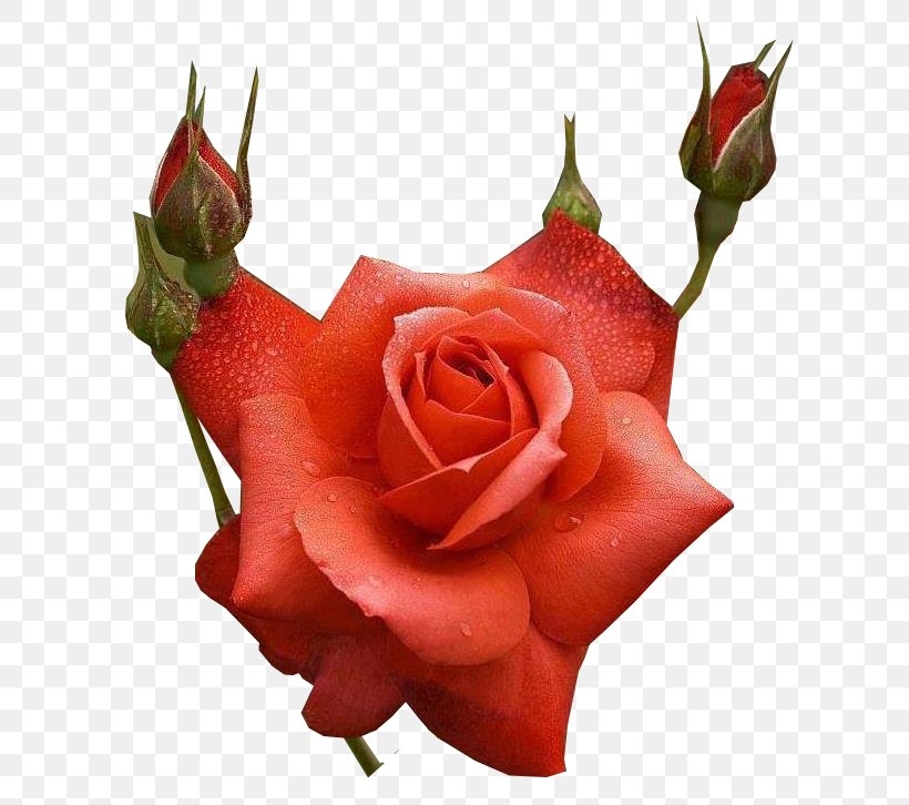 Rose Flower Bouquet Desktop Wallpaper Floral Design, PNG, 723x726px, Rose, Blue, Bud, Cut Flowers, Floral Design Download Free