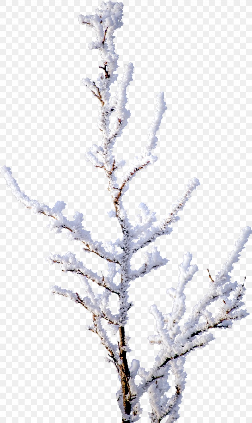 Tree Branch Snow Clip Art, PNG, 1920x3230px, 3d Computer Graphics, Tree, Branch, Computer Graphics, Conifer Download Free