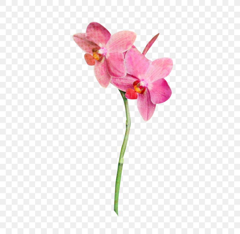Moth Orchids Plants Image, PNG, 431x800px, Moth Orchids, Artificial Flower, Blossom, Cattleya, Cattleya Orchids Download Free