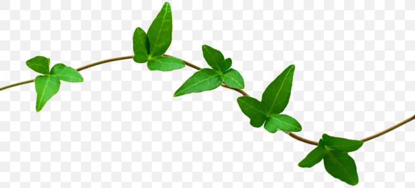 Nature Desktop Wallpaper Clip Art, PNG, 1024x465px, Nature, Branch, Flower, Herbalism, Ivy Download Free