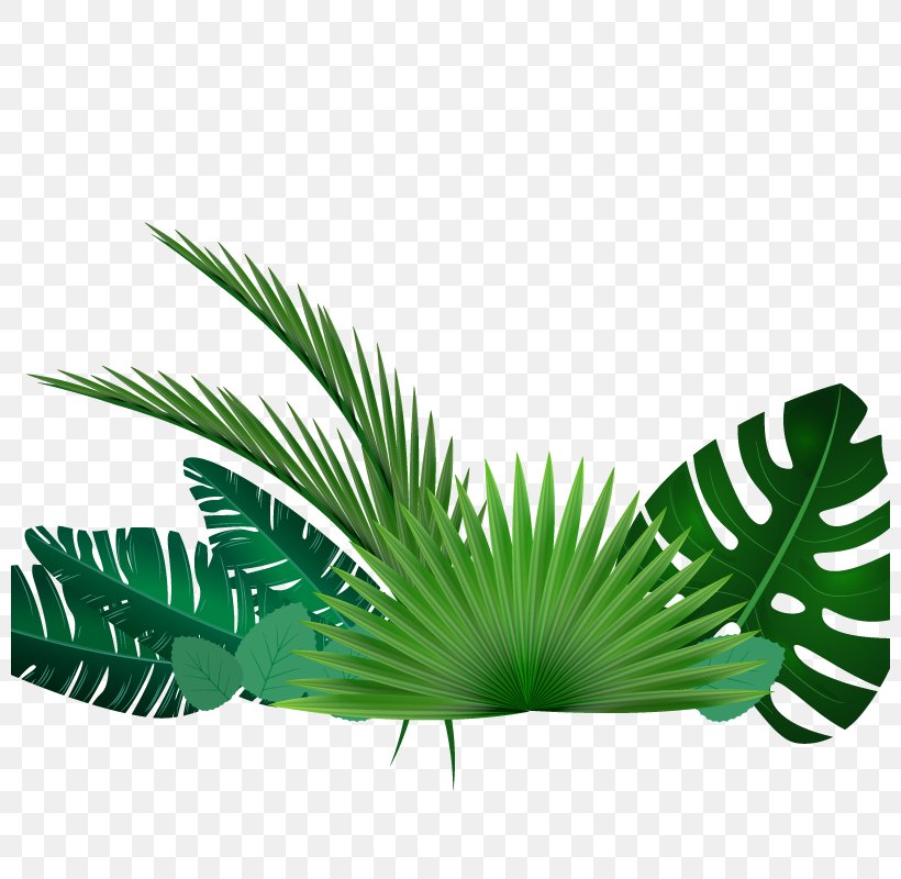 Vector Grass, PNG, 800x800px, Leaf, Arecaceae, Arecales, Banana Leaf, Grass Download Free
