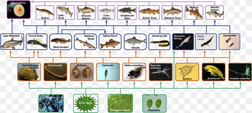 Amazon Rainforest Consumer Food Chain Primary Producers Ecosystem, PNG, 1117x504px, Amazon Rainforest, Consumer, Ecology, Ecosystem, Ecosystem Ecology Download Free
