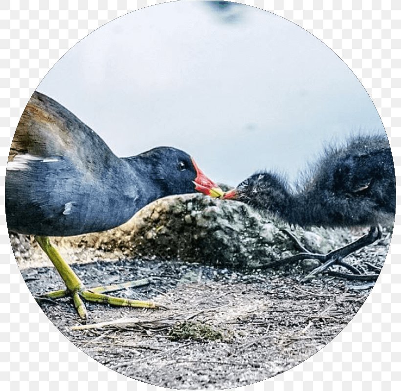 Bird Social Media Beak Cygnini Goose, PNG, 800x800px, Bird, Anatidae, Beak, Concert Tour, Cygnini Download Free